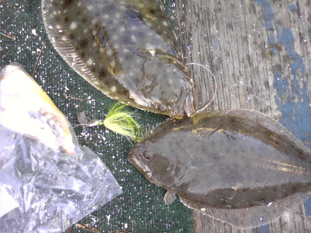 a couple early spring flounder on a bucktail