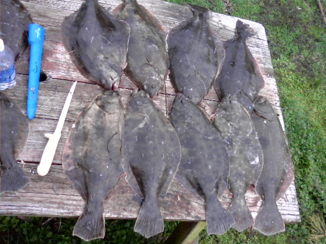 A nice catch of early spring flounder.  Now this is the start of a fine dinner.