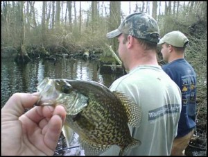 crappie