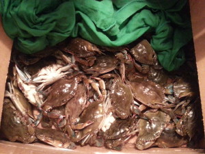 Picked up from bayside!, The only bait.