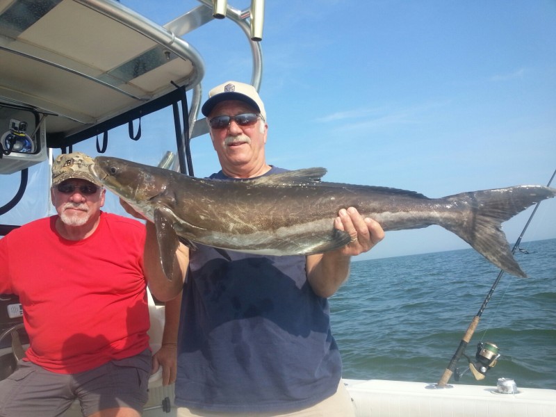 Coastal Killers Cobia fishing the Chesapeake Bay