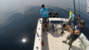 Setting up to shark fish