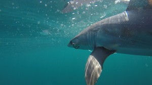 A mako with a longline circle hook in him.