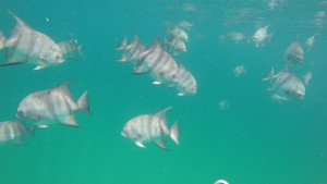 Some spades swimming off Chincoteague, Virginia