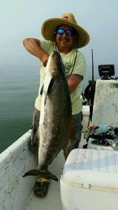 A fat Bayside cobia
