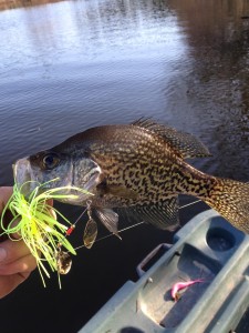 A early spring Crappie