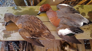 A hen and drake Eurasian wigeon