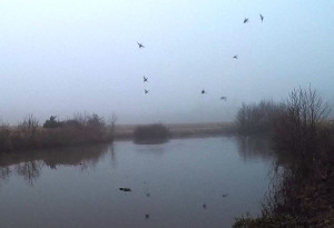 Somedays the fog is your friend