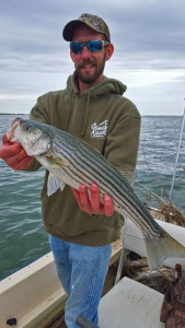 A schoolie rock early march in Chincoteague bay