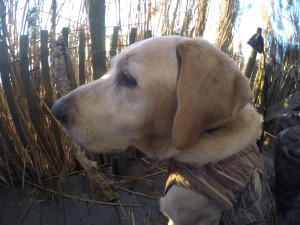 DCIM102GOPROGOPR4165.