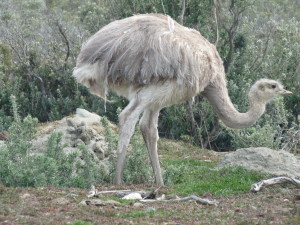 A Rhea, similar to a small Emu