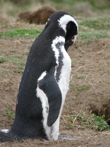 Penguin being a penguin