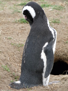 Penguino!