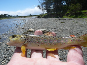 A baby brown trout