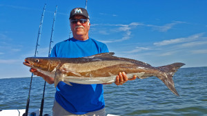 cobia