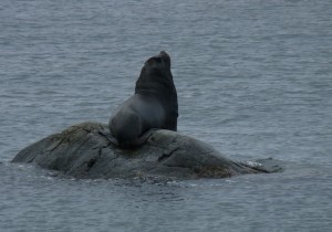 Sea Lion hanging out